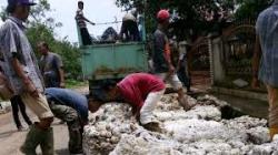 Aksi Pencurian Karet Resahkan Warga Kecamatan Sentajo Raya